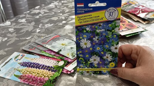 Очаровательны и неприхотливы.Цветы для вашего сада.04.02.2022 | Дачные ...