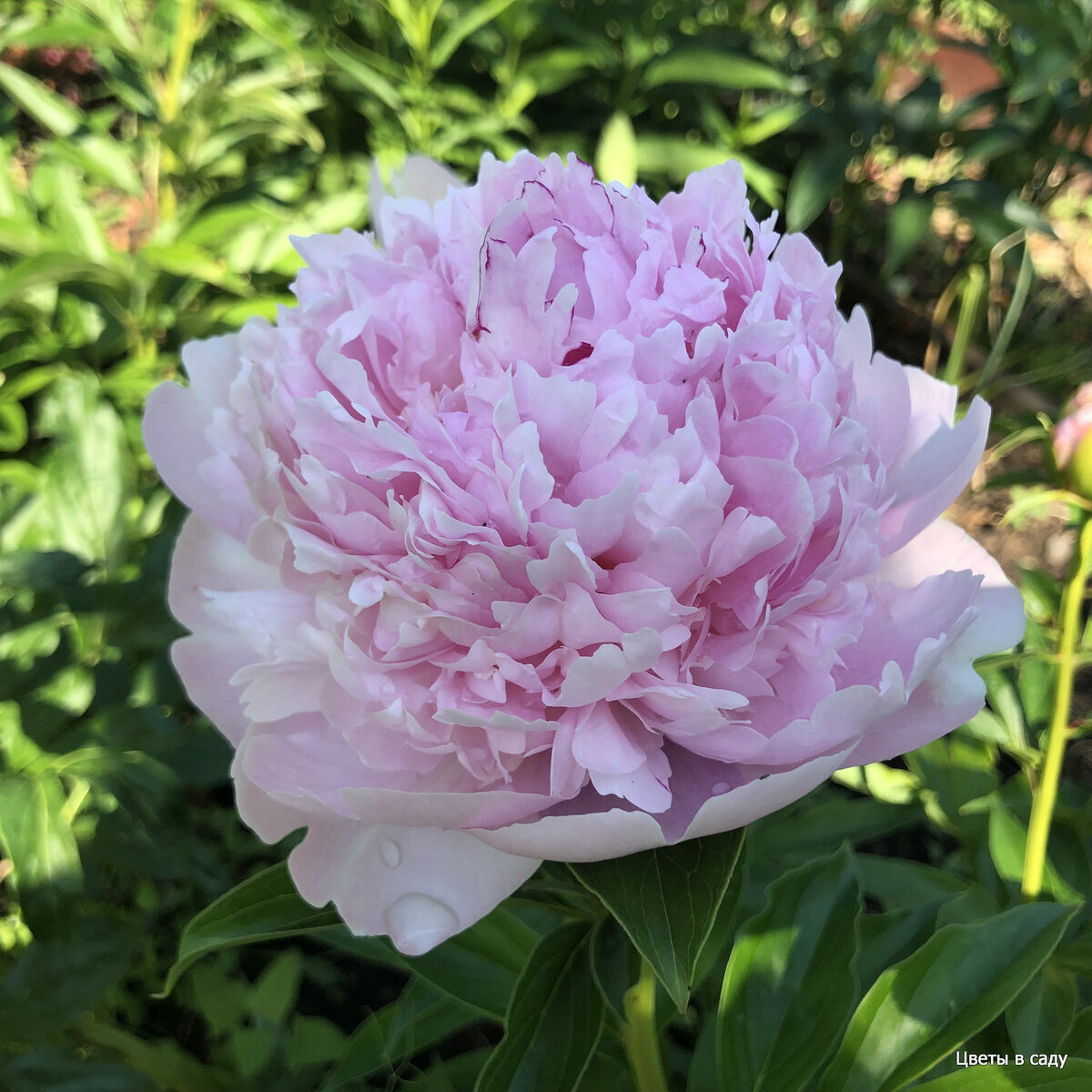 Сорт пиона молочноцветкового Сара Бернар