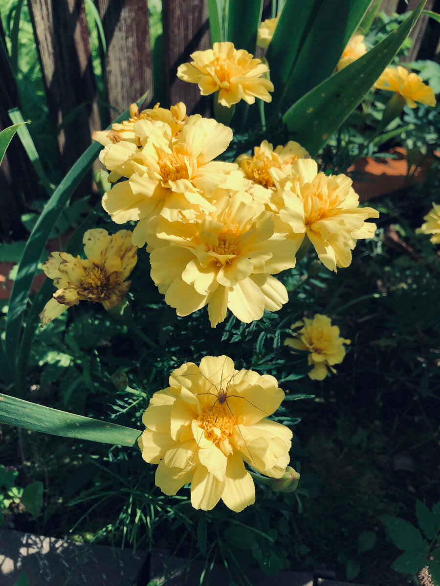 Алюмиа у меня росли среди ирисов. Везде фото автора. 