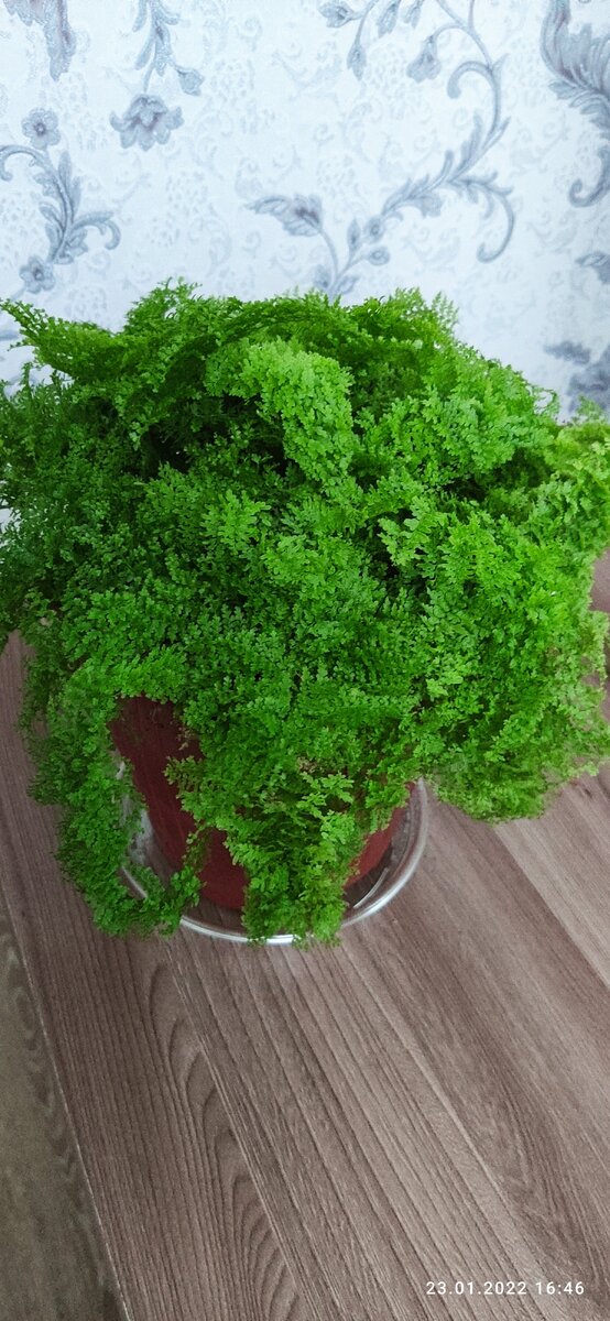 Нефролепис 