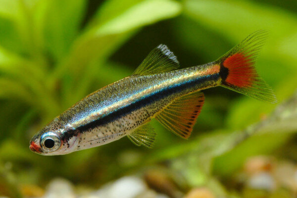 Рыбки кардинал относятся к семейству карповых. В природе обитают в реках Китая и Вьетнама. В настоящее время в природе эти рыбки встречаются довольно редко. Кардиналы имеют вытянутое тельце бронзового оттенка с цветной полоской. Взрослые особи вырастают до 4 см, продолжительность жизни до 2 лет.
Кардиналы-стайный рыбки, для небольшой стайки подойдет аквариум от 40 литров. Рыбки любят течение, наличие живых растений в аквариуме.
Рыбки кардиналы неприхотливы и просты в содержании, имеют миролюбивый характер. В соседи рекомендуем выбирать некрупных и неагрессивных рыбок. Кардиналы подходят для начинающих аквариумистов и прекрасно смотрятся в наноаквариумах.