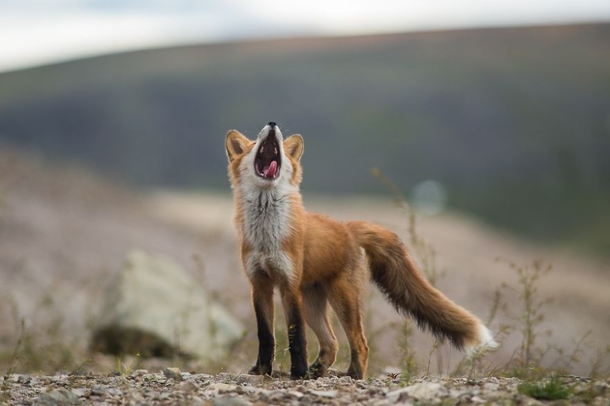 Лиса кричит