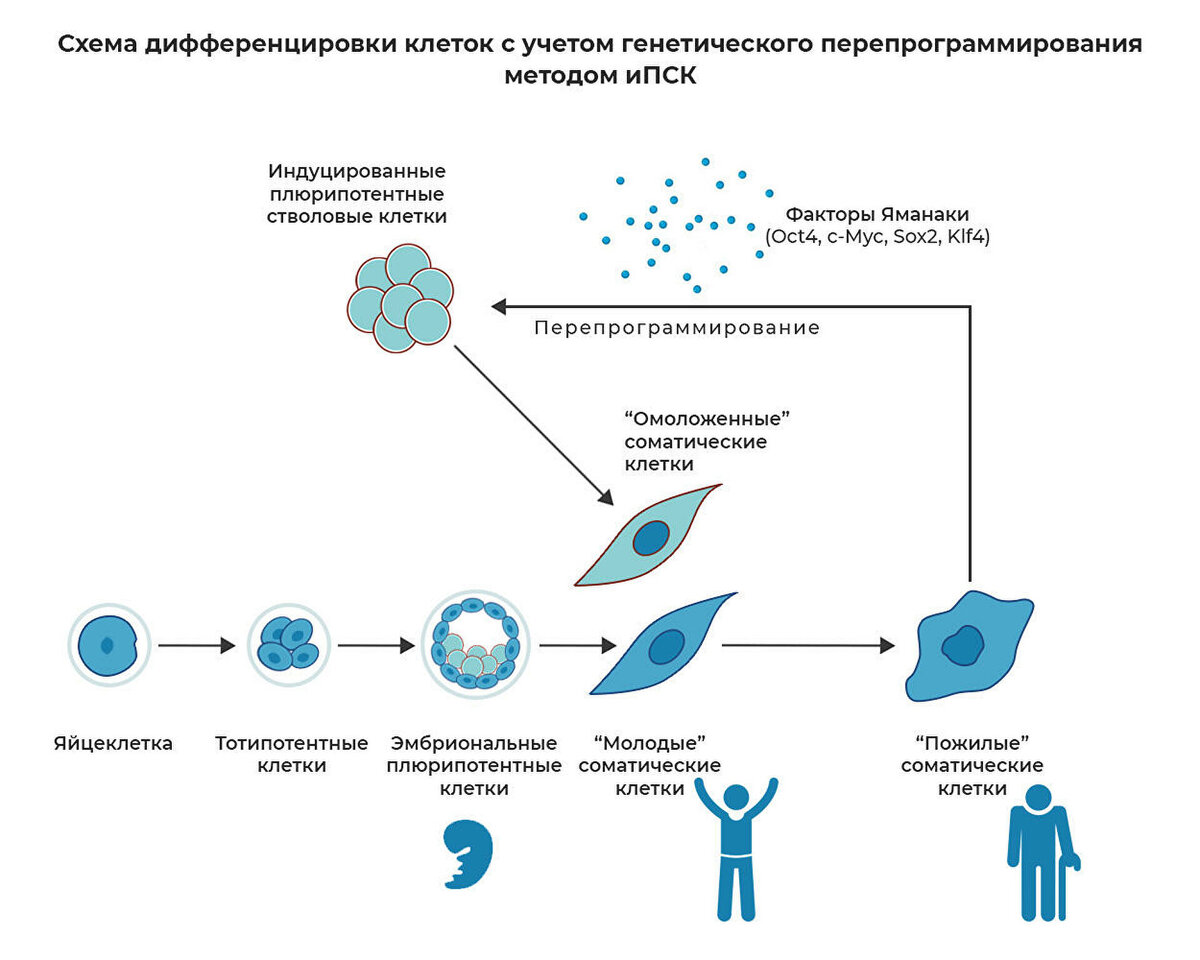 Соматические клетки взрослого человека после перепрограммирования приобретают свойства плюрипотентных стволовых клеток © Иллюстрация РИА Новости