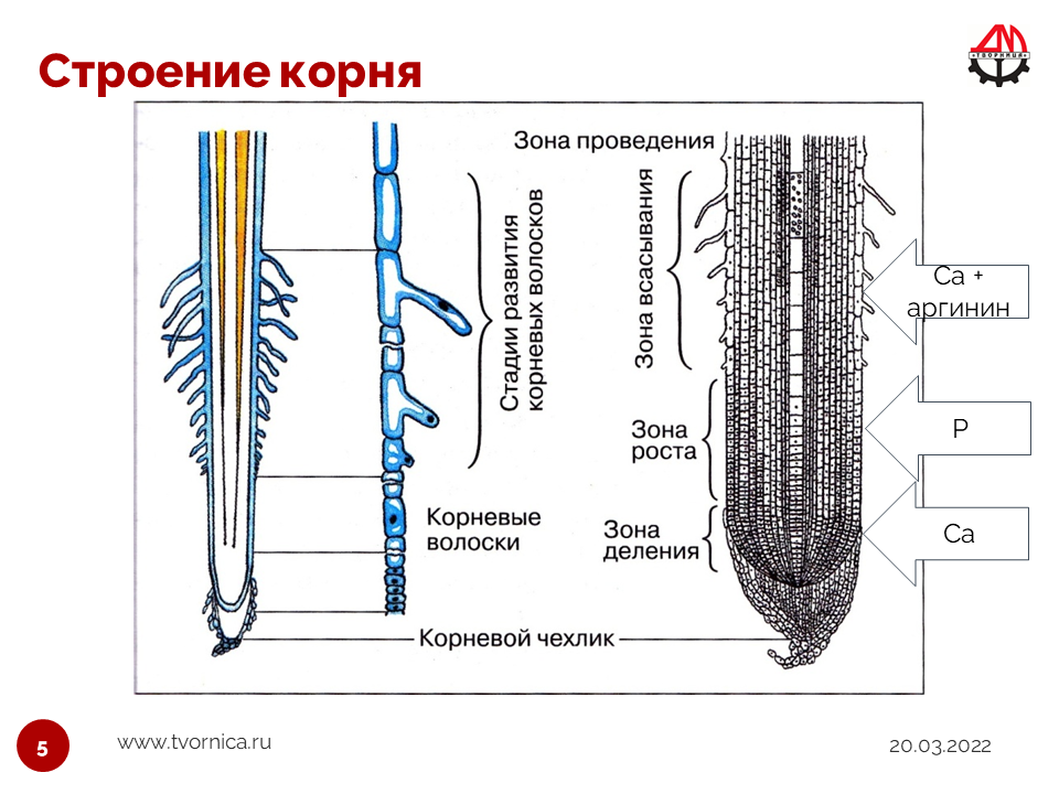 Зона роста корня.