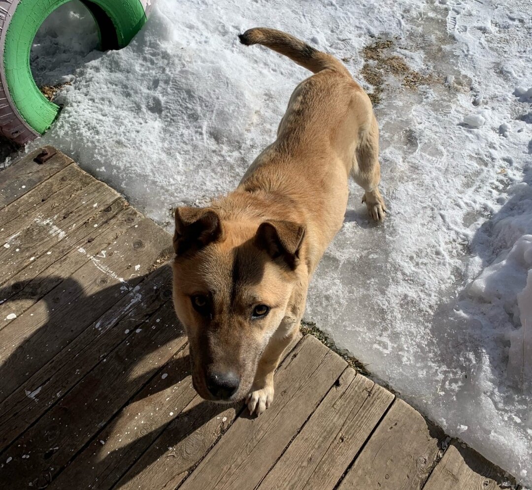 Прибежал за  помощью