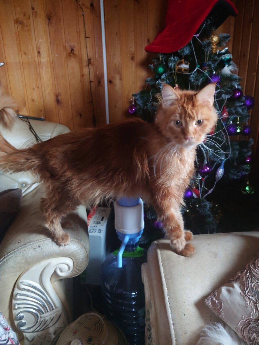 А чем это ты зашуршала? Да, у меня до сих пор елка стоит)