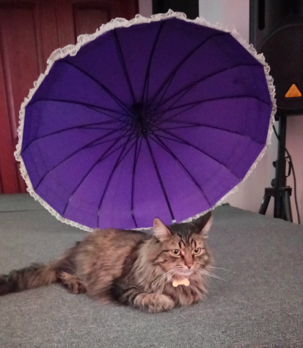 Кот под зонтиком... Что у него на уме???