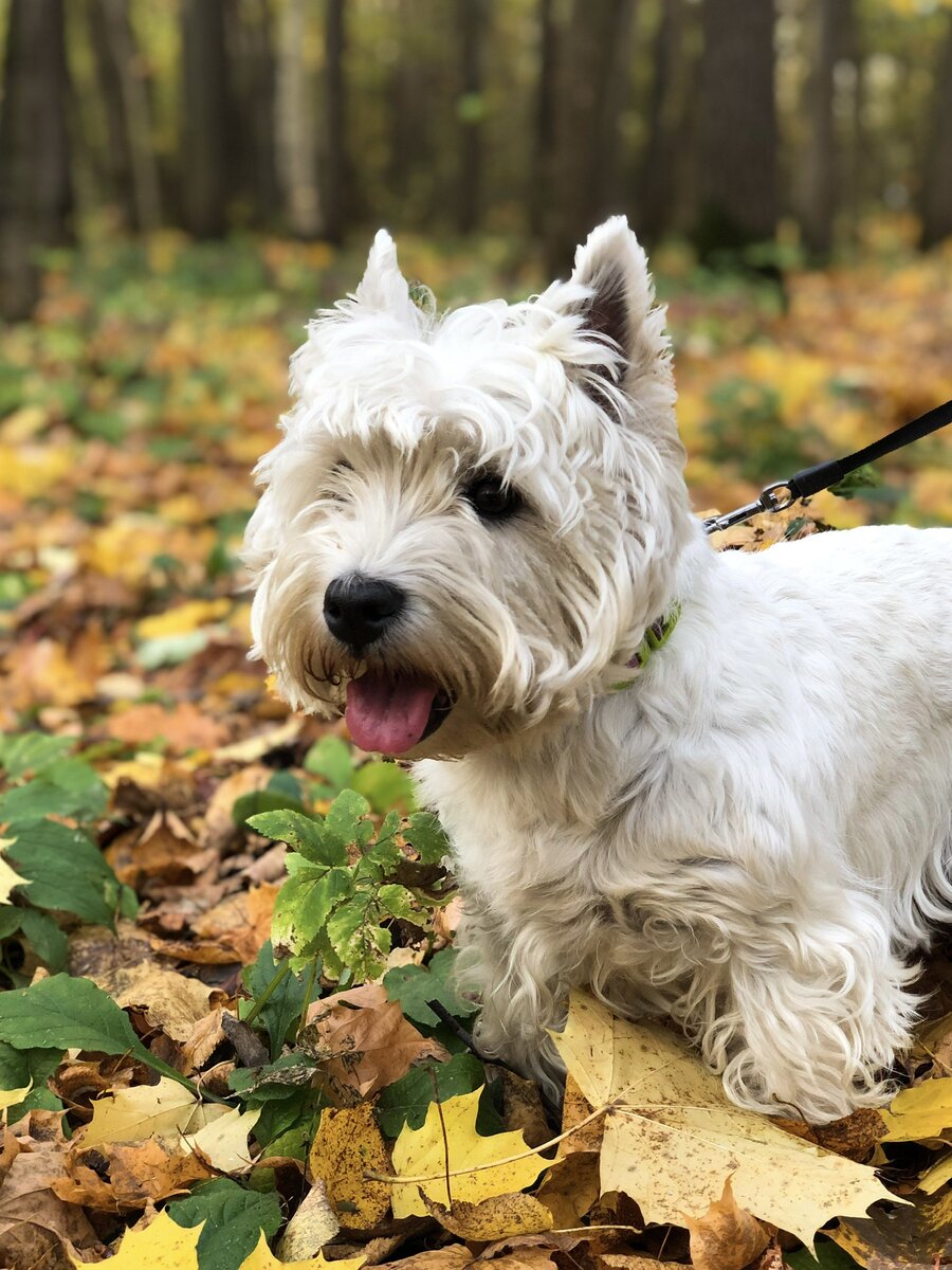 Мой Вест-хайленд-уайт-терьер. Зовут Лаки, девочка :) 