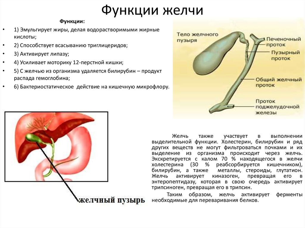 Почему выходит желчь