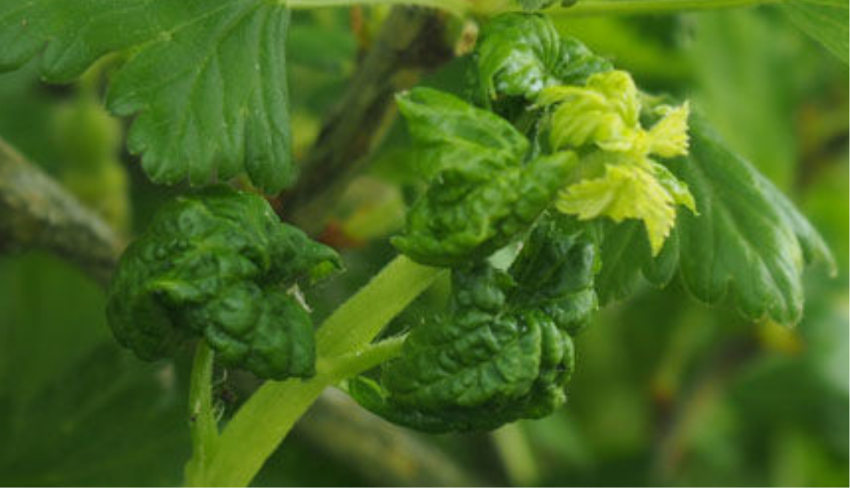 Скрученные макушки побегов чёрной смородины это крыжовниковая тля