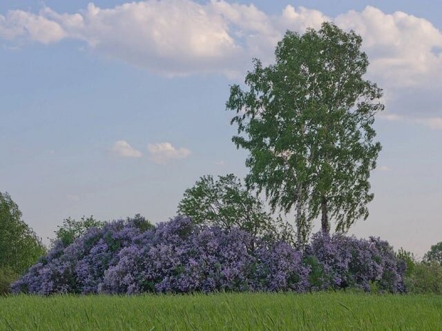 Заросли сирени.