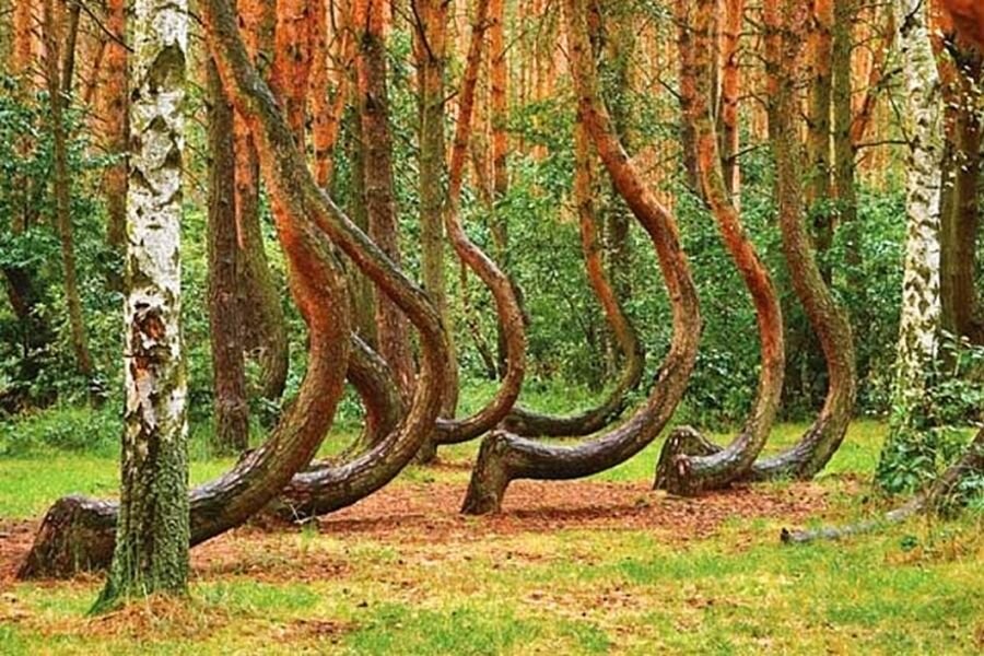 Знаменитый и мистический танцующий лес на Куршской Косе, хочу до него добраться в августе. Фото: https://msbpartner.ru/wp-content/uploads/c/2/4/c24eed81debb49492f5330edc801fcdb.jpeg