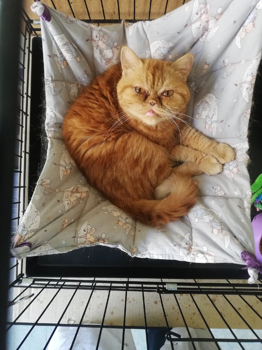 Апустите крушить, плес © Квази