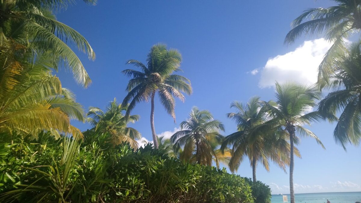 Буйная растительность Саоны