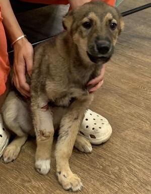 Хара в ожидании операции