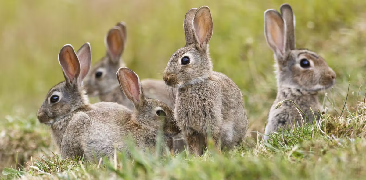 Австралийские кролики — самые знаменитые. Лицо всех инвазивных видов.
