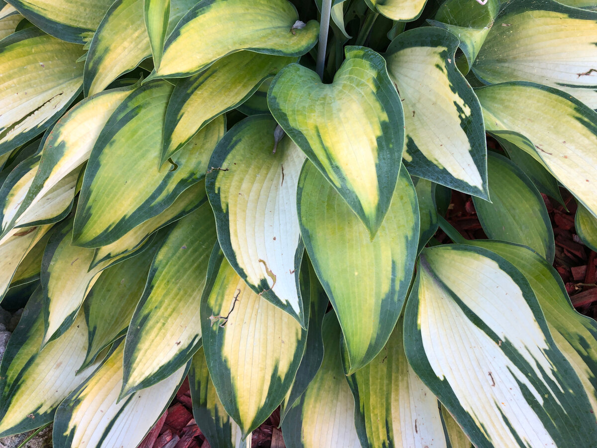 Рисунок на листьях не повторяется.