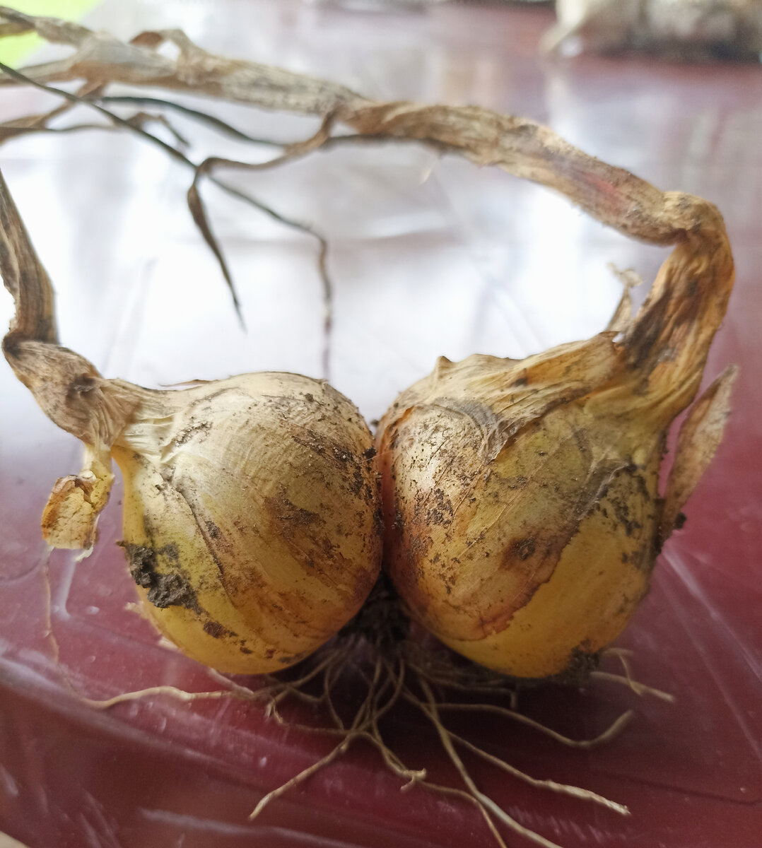 Практически половина урожая выросла такой. 