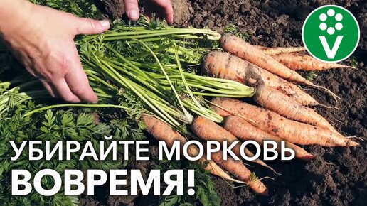 下载视频: Как понять, что морковь пора выкапывать? Признаки зрелости корнеплодов: на что обращать внимание