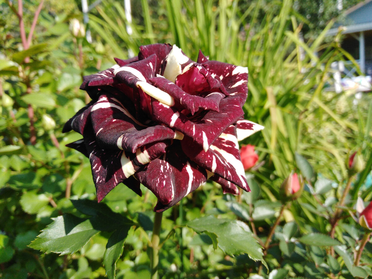 Стареющая красиво Абракадабра