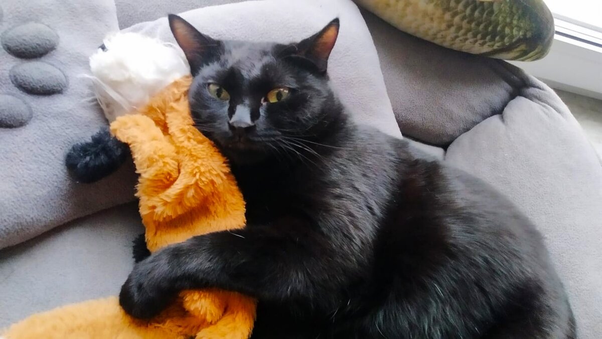 Кот Тихон и лисичка.