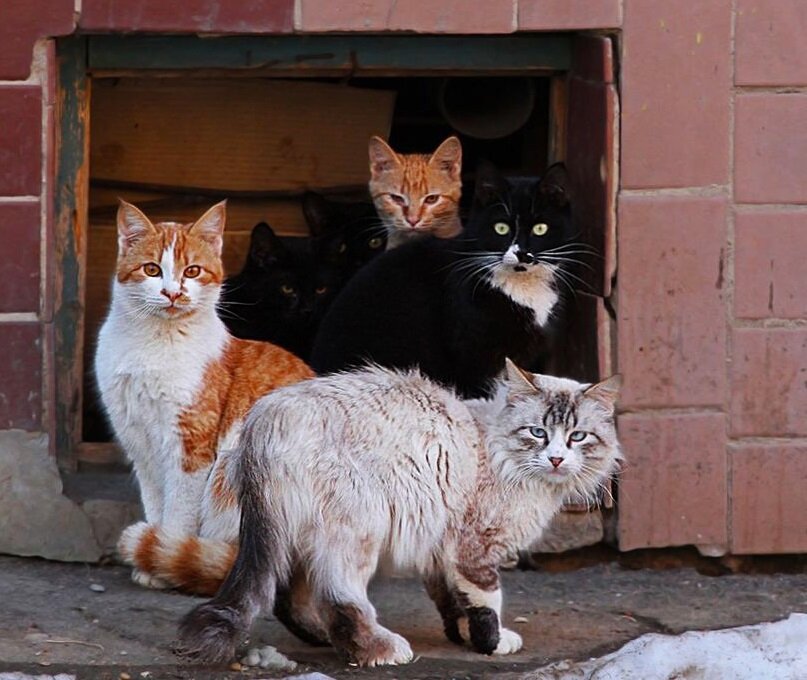 Весь город живет в одном доме. Дворовые кошки. Кот во дворе. Уличная кошка. Двор котик.