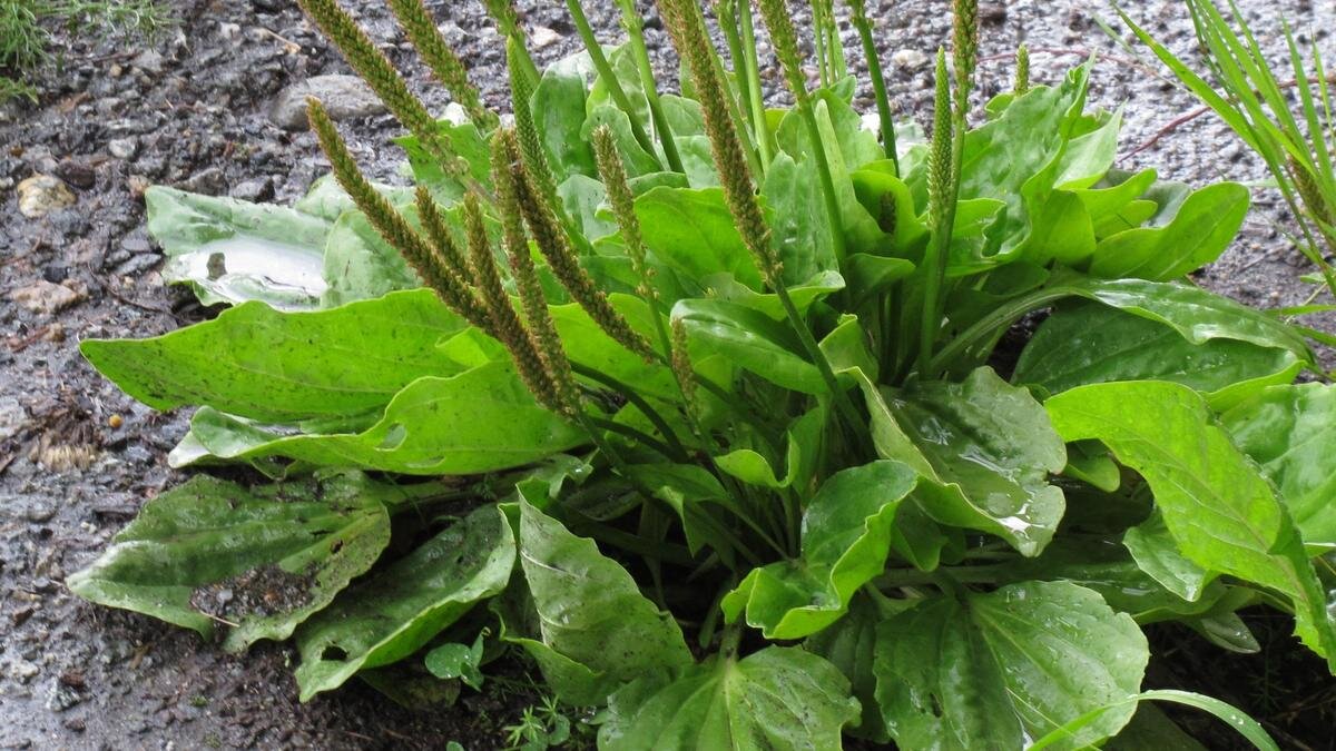    Подорожник:Wikimedia/Robert Flogaus-Faust