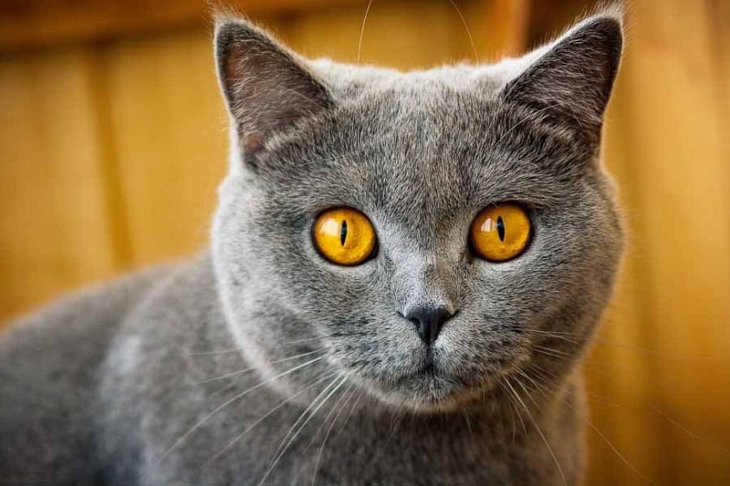 Посмотрим котиков котики. Оранжевые глаза у кошки. Серая кошка с оранжевыми глазами. Коты с оранжевыми глазами. Кошки с оранжевыйглазами.