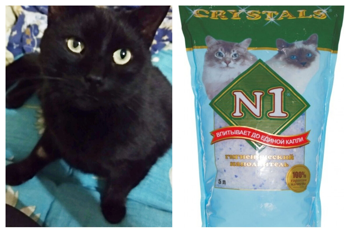 © ВСЕ ОТТЕНКИ КОШАЧЬЕГО 