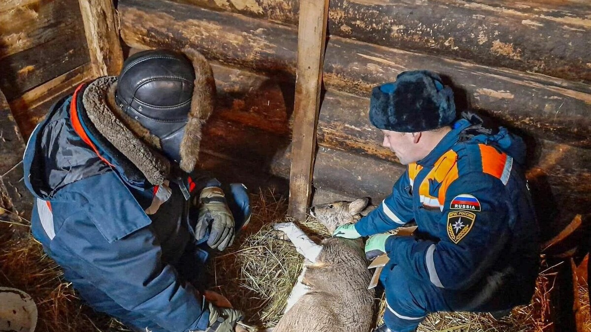     Спасатели пришли на помощь косуле, провалившейся под лед на озере, сообщили в республиканском МЧС.