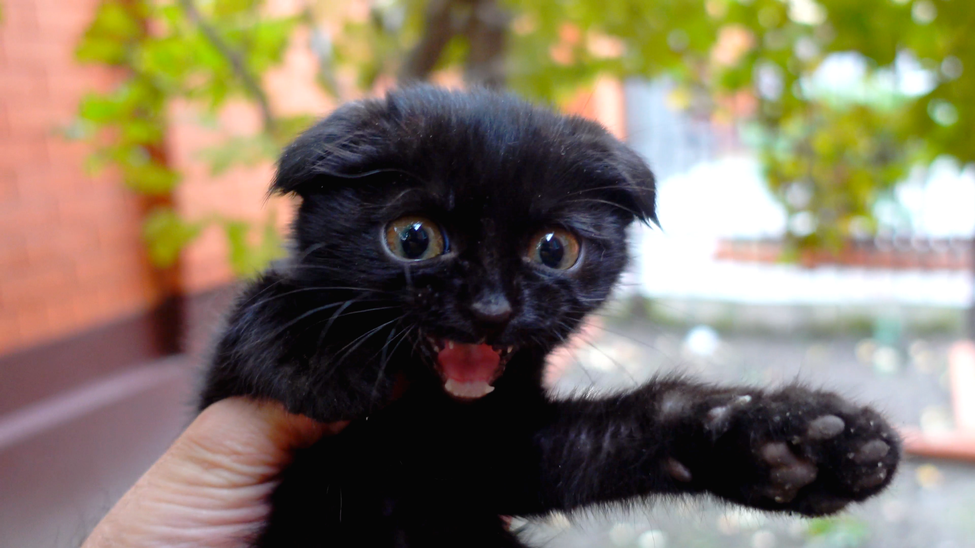 Вислоухий черно белый кот