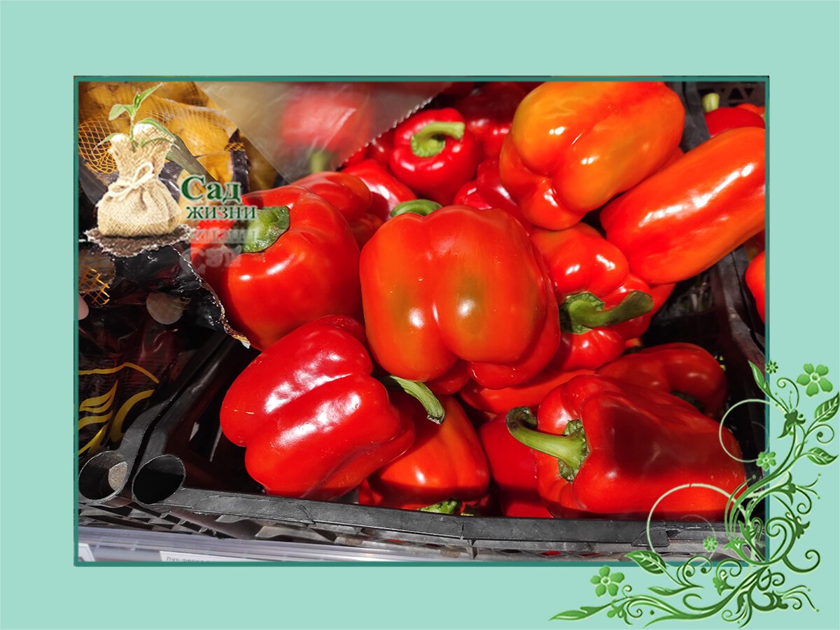 Посев перца на рассаду свежими семенами