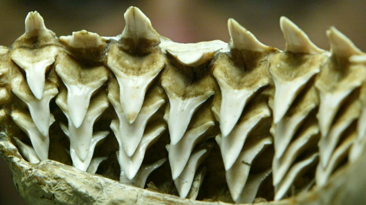 Зубы Белой Акулы