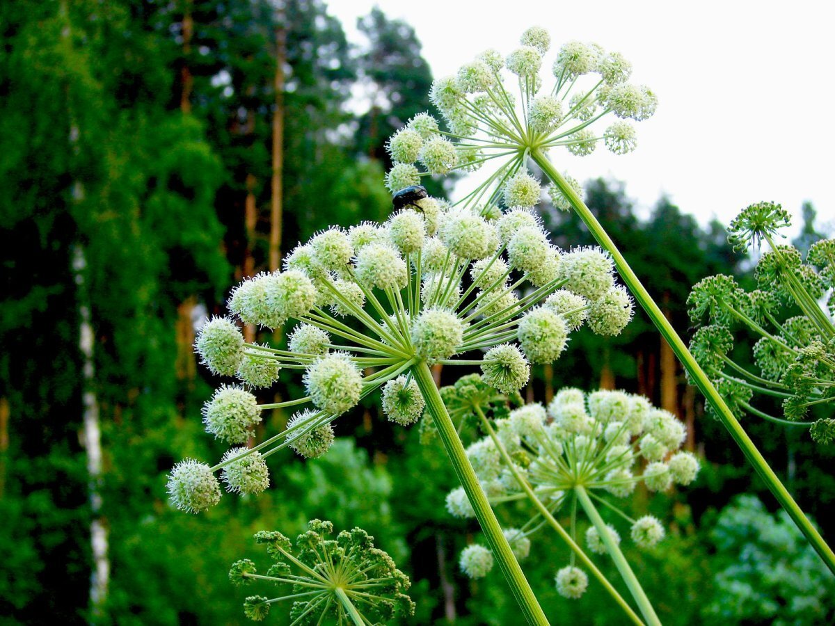 Дягиль листья. Дудник рутубе. Дудник рутубе. Дудник рутубе. Дудник рутубе.