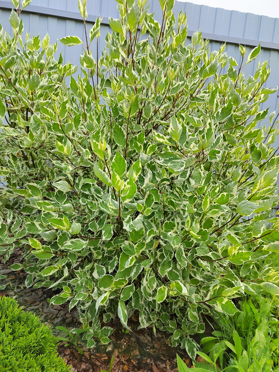 Дёрен белый Элегантиссима. Фото автора