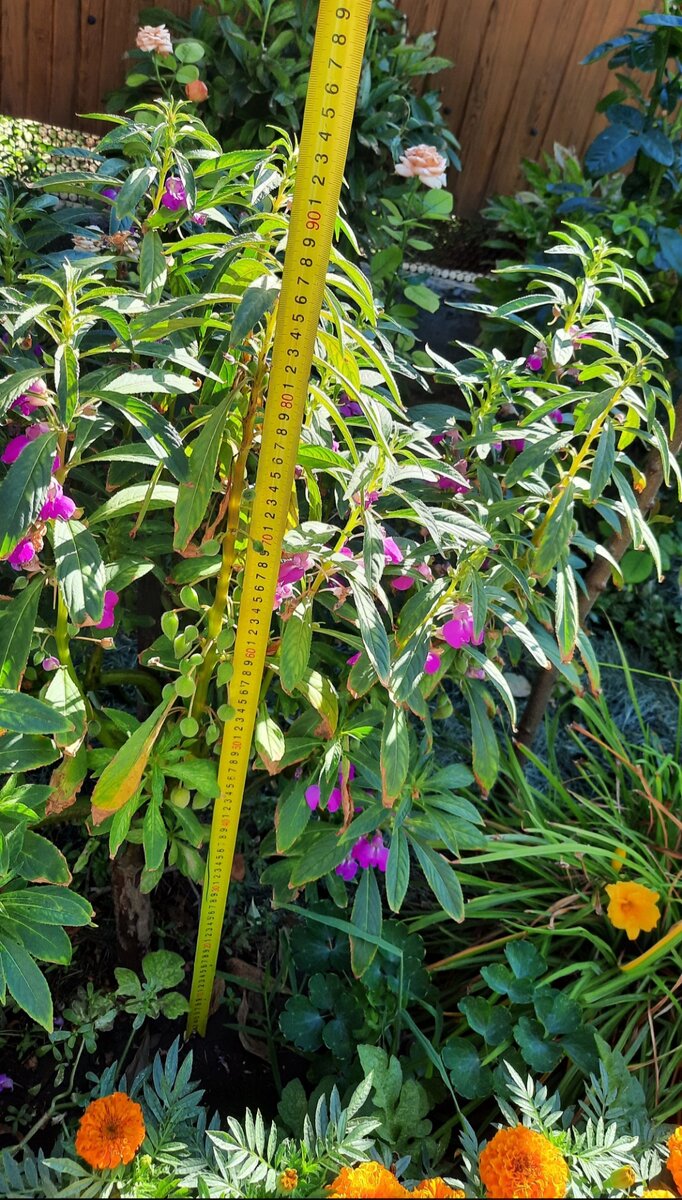 Вот такой вышины