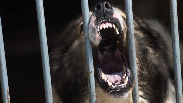    © Sputnik / Илья Питалев