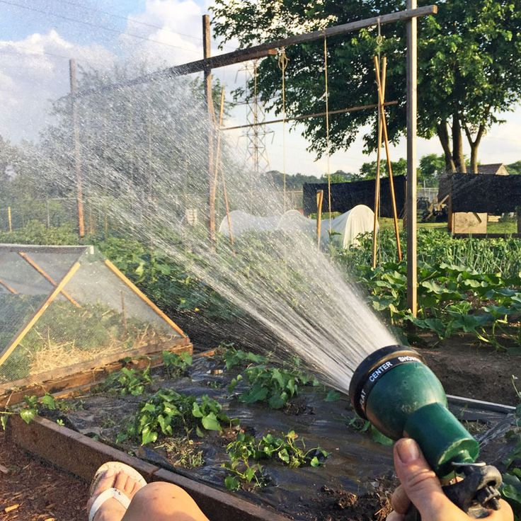 Поливать огород водой из бассейна. Поливальная система для огорода. Поливать огород. Орошение огорода. Паливка окарода.