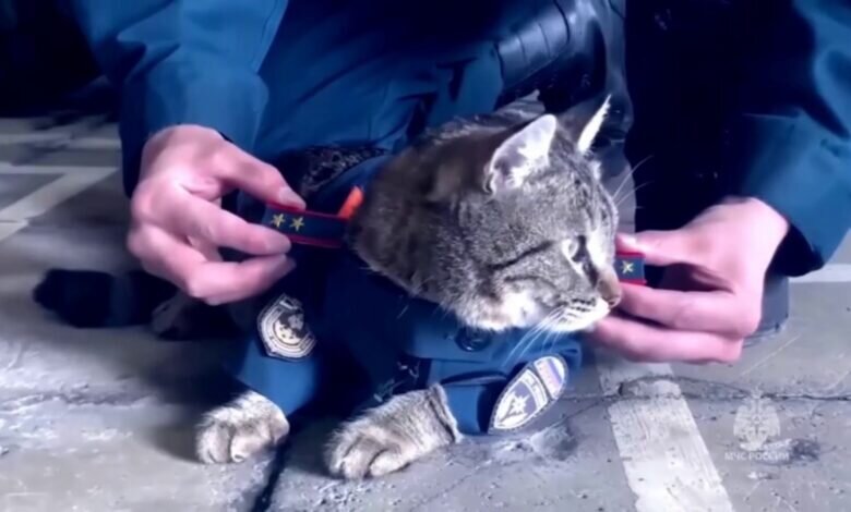  Кот из МЧС стал героем песни посмертно 