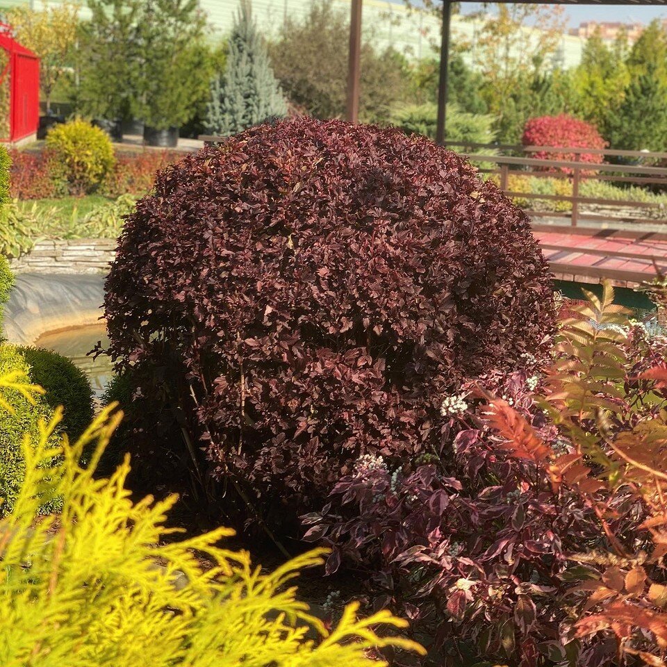    Соцсети компании gardens_sad