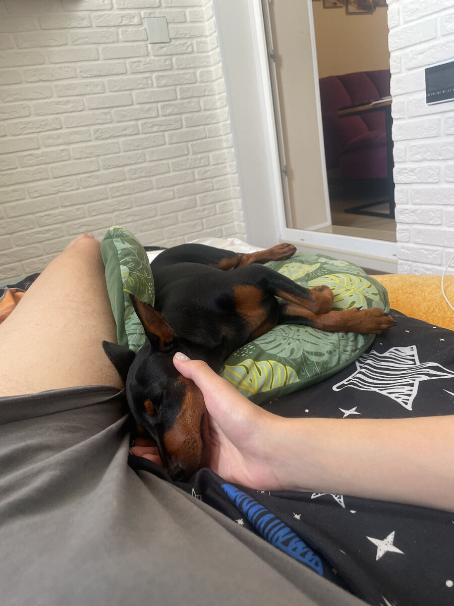 Первый день после перелома. Собака даже не вставала с подушки, постоянно требовалась поддержка под спину.