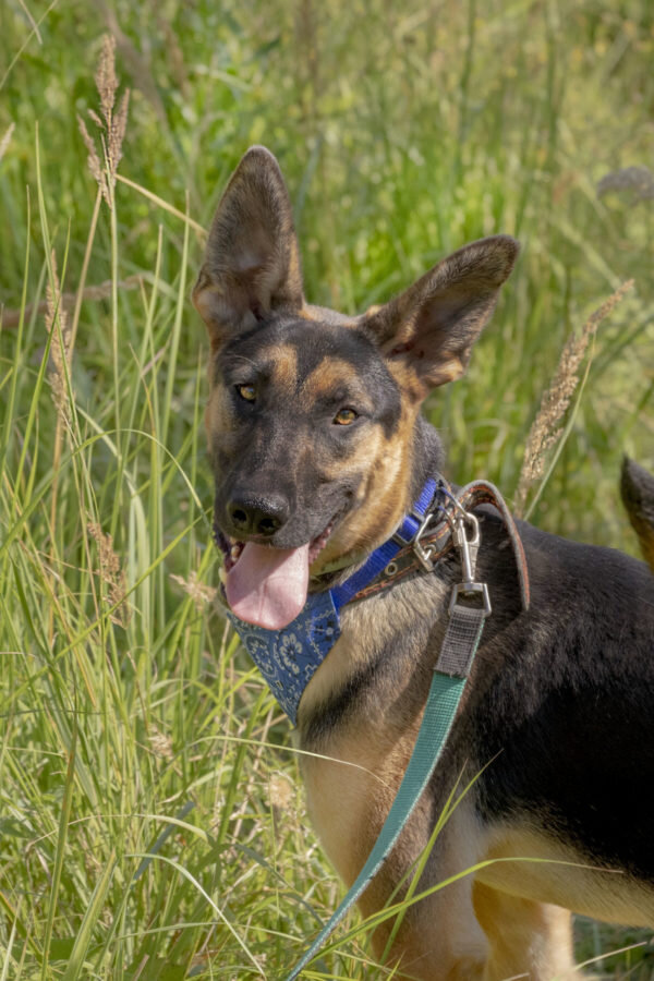 Собака-подросток – это целый мир удивительных открытий! Рафаэль, ищет дом. https://rayfund.ru/animal/rafael-2/ 