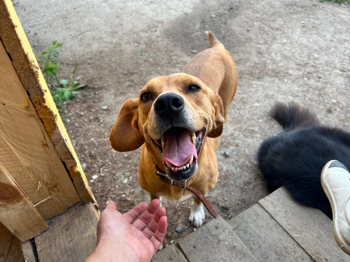 Авва, это нежность, нежность и еще раз нежность! Добрая, милая, не навязчивая собака. Так говорят о собаках-очень удобная для жизни! Это про Авву. С ней всегда будет комфортно. Она не заставит вас волноваться или сетовать на что-то. 