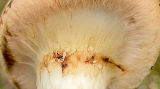 Грибы и их виды (Поющий грибник) | Роскошный гриб мацутакэ (Tricholoma ...