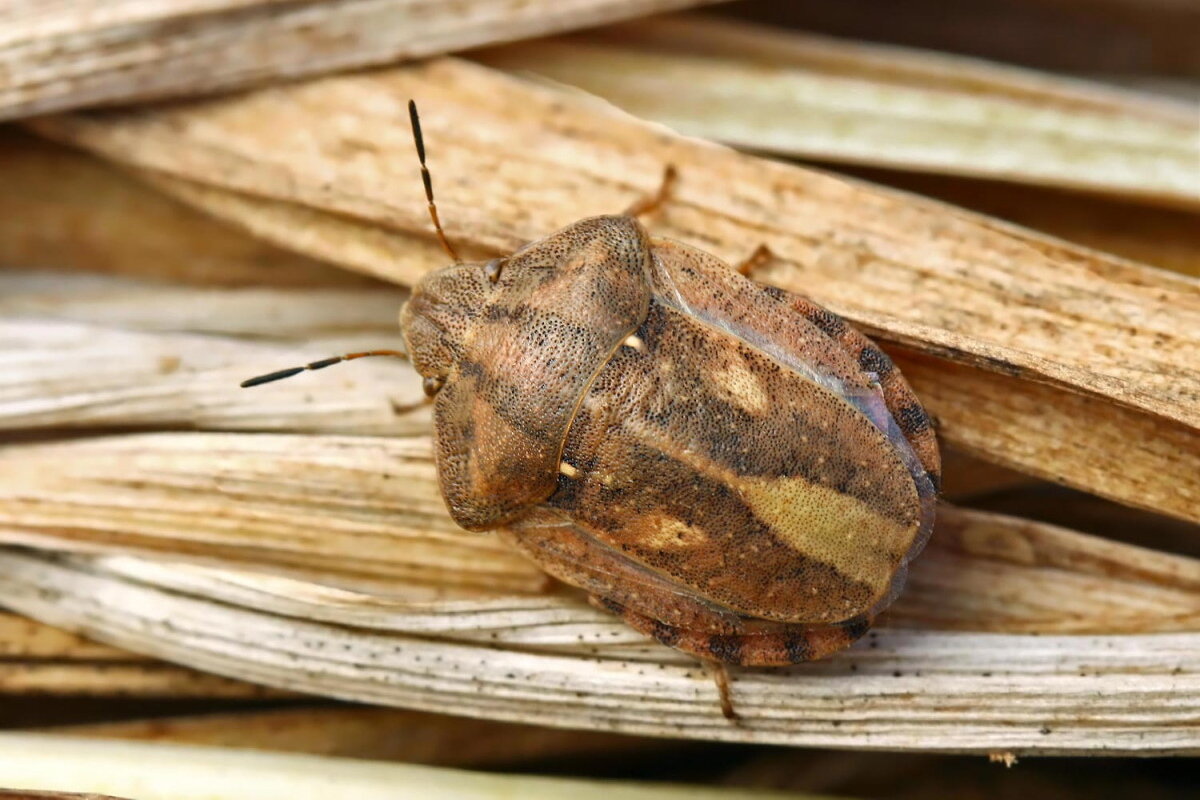 Вредители сельского. Вредная черепашка – Eurygaster integriceps. Черепашка маврская клоп. Жук клоп черепашка. Клоп вредная черепашка (Eurygaster integriceps).