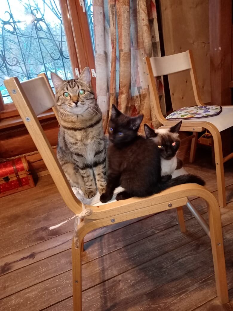 Кошки домашние