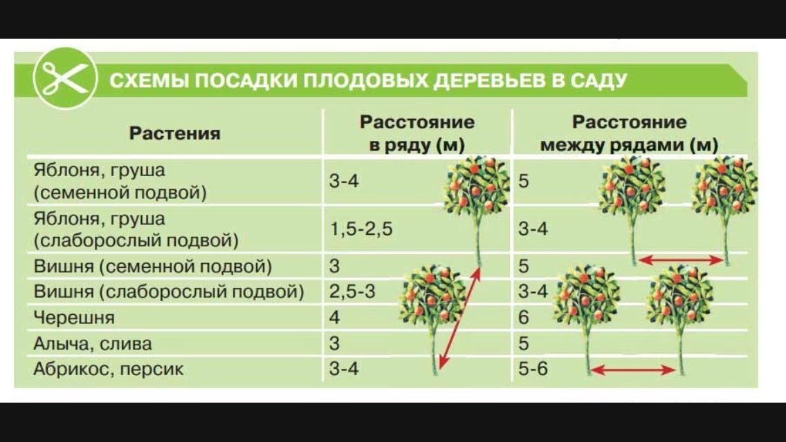 Схема посадки яблонь