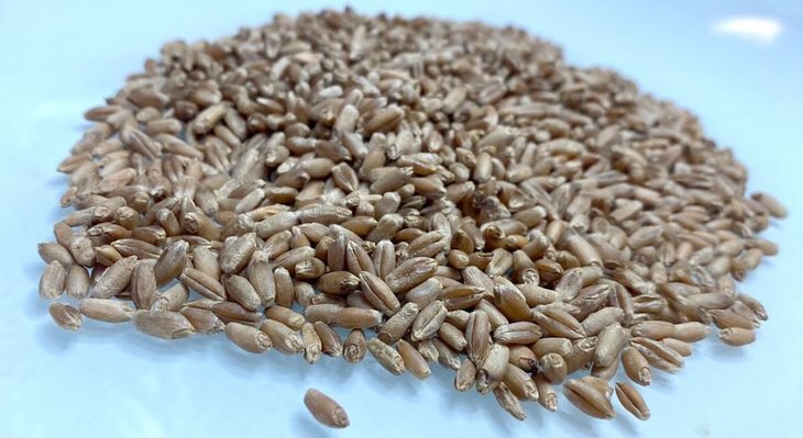    В Курской области в этом году собрано порядка 2 тысяч тонн тритикале