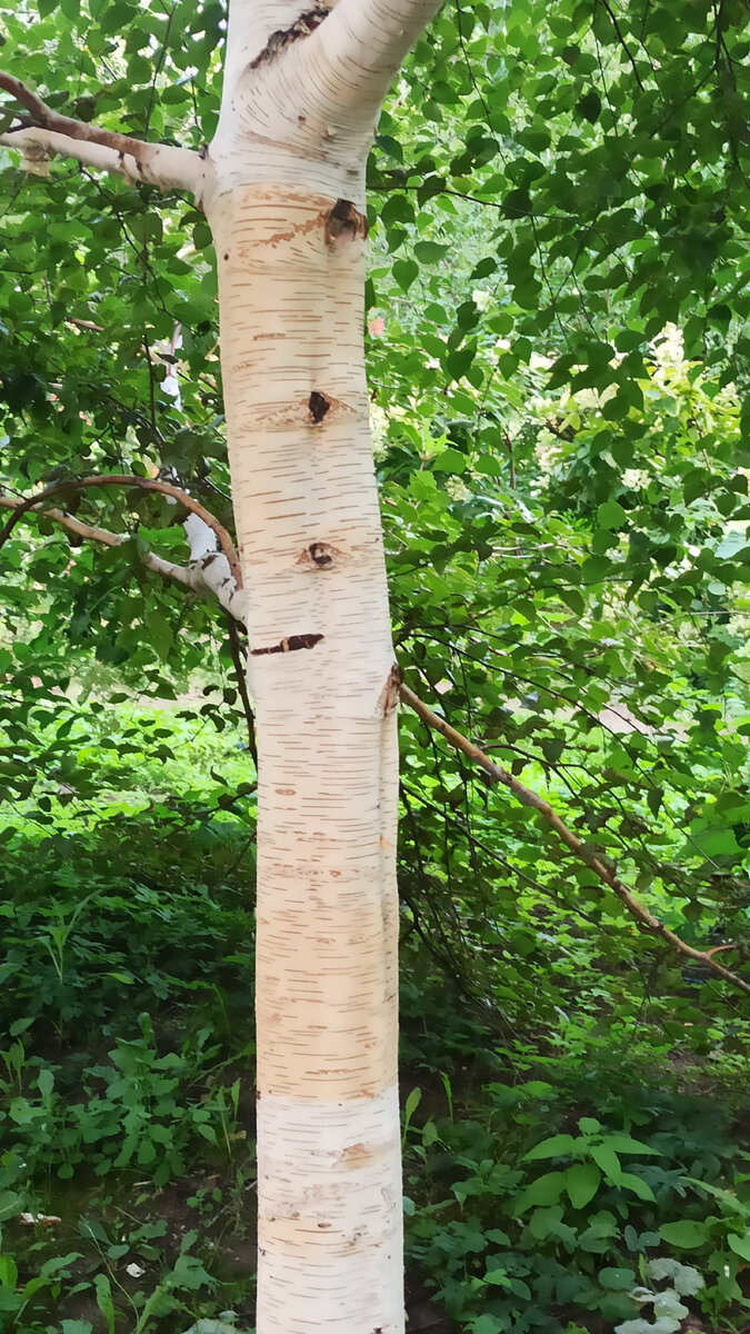 Какая белая березка!