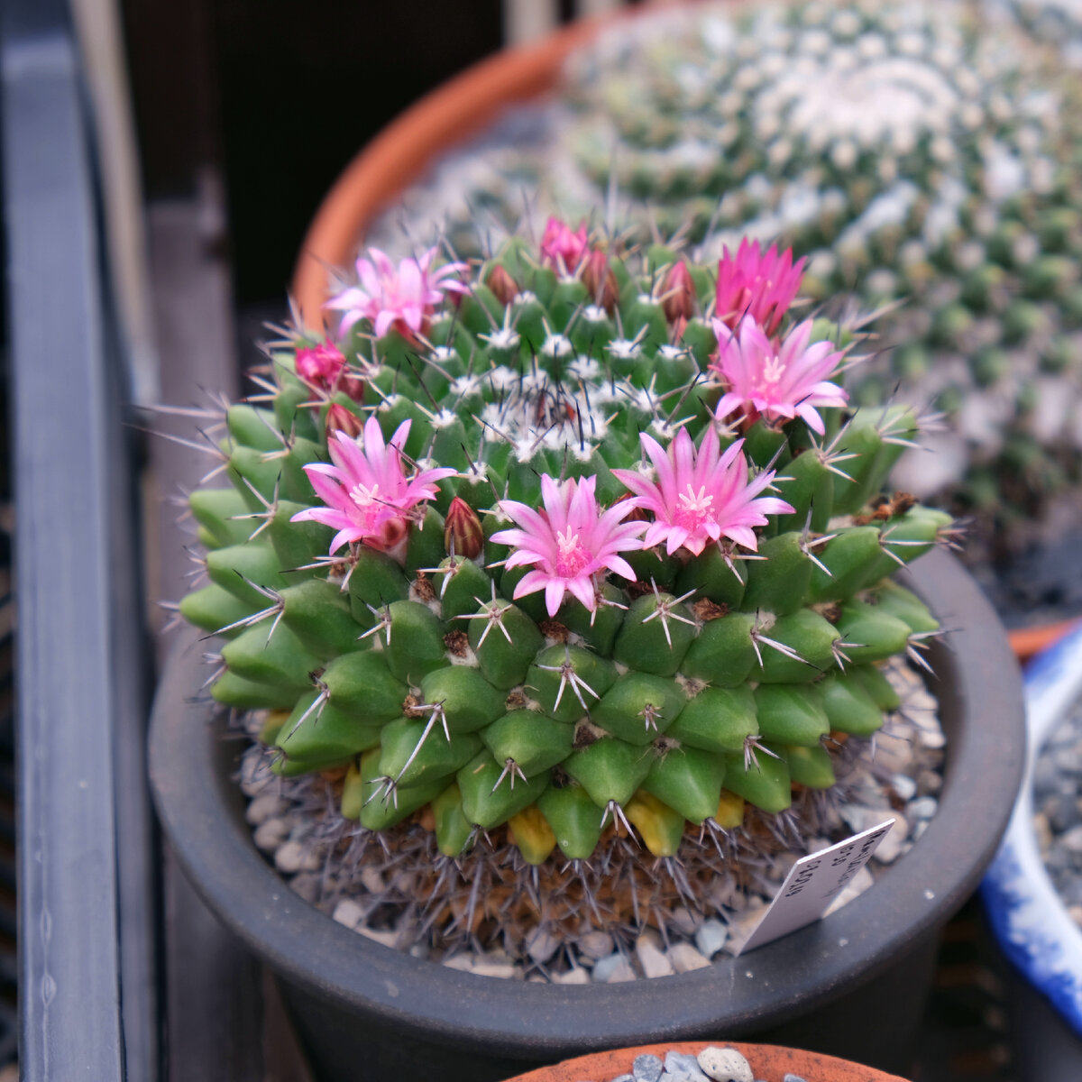 "Простая" и пока неопределенная маммилярия из моей коллекции 